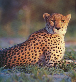 Cheetah-02-w.jpg (37940 bytes)