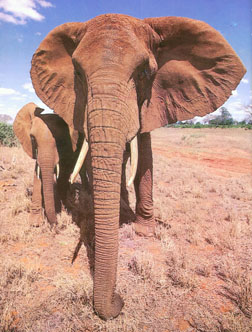 Elephant-01-w.jpg (41981 bytes)